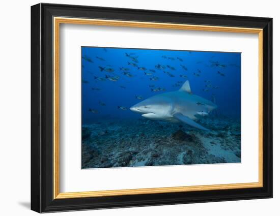 A Large Bull Shark at the Bistro Dive Site in Fiji-Stocktrek Images-Framed Photographic Print