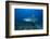 A Large Bull Shark at the Bistro Dive Site in Fiji-Stocktrek Images-Framed Photographic Print