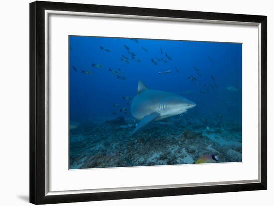 A Large Bull Shark at the Bistro Dive Site in Fiji-Stocktrek Images-Framed Photographic Print