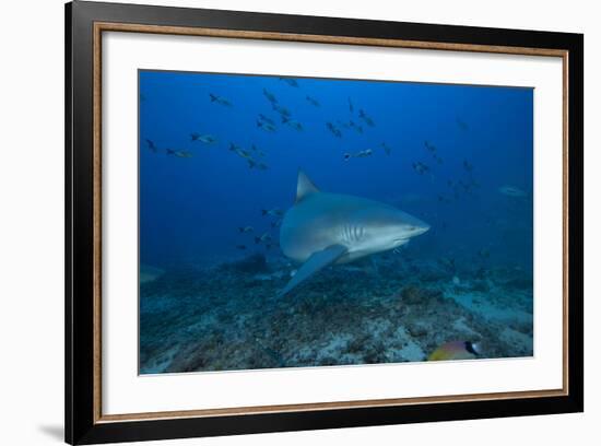 A Large Bull Shark at the Bistro Dive Site in Fiji-Stocktrek Images-Framed Photographic Print