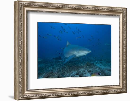 A Large Bull Shark at the Bistro Dive Site in Fiji-Stocktrek Images-Framed Photographic Print