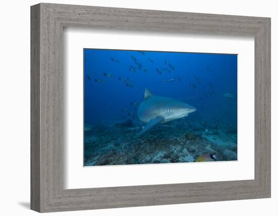A Large Bull Shark at the Bistro Dive Site in Fiji-Stocktrek Images-Framed Photographic Print