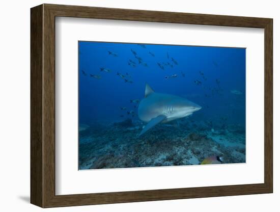 A Large Bull Shark at the Bistro Dive Site in Fiji-Stocktrek Images-Framed Photographic Print