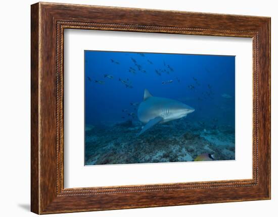 A Large Bull Shark at the Bistro Dive Site in Fiji-Stocktrek Images-Framed Photographic Print