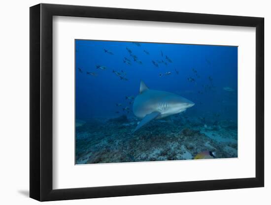 A Large Bull Shark at the Bistro Dive Site in Fiji-Stocktrek Images-Framed Photographic Print