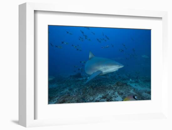 A Large Bull Shark at the Bistro Dive Site in Fiji-Stocktrek Images-Framed Photographic Print