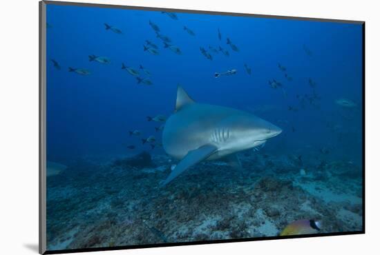 A Large Bull Shark at the Bistro Dive Site in Fiji-Stocktrek Images-Mounted Photographic Print