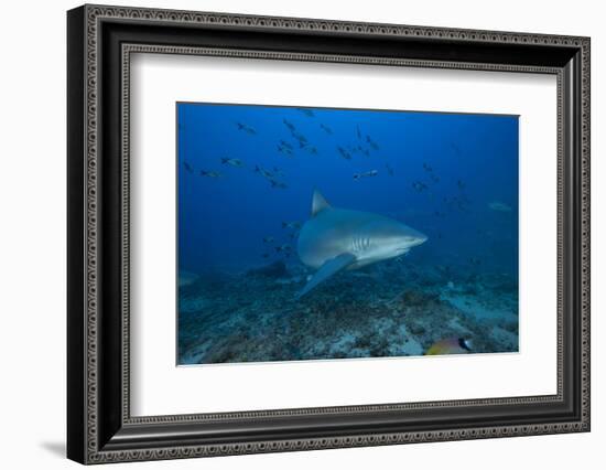 A Large Bull Shark at the Bistro Dive Site in Fiji-Stocktrek Images-Framed Photographic Print