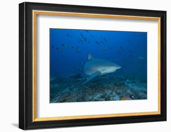 A Large Bull Shark at the Bistro Dive Site in Fiji-Stocktrek Images-Framed Photographic Print