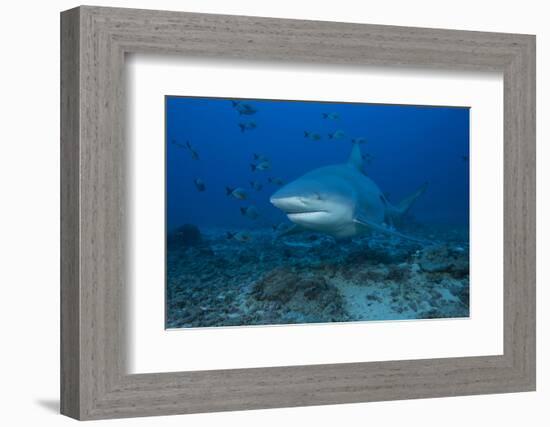 A Large Bull Shark at the Bistro Dive Site in Fiji-Stocktrek Images-Framed Photographic Print