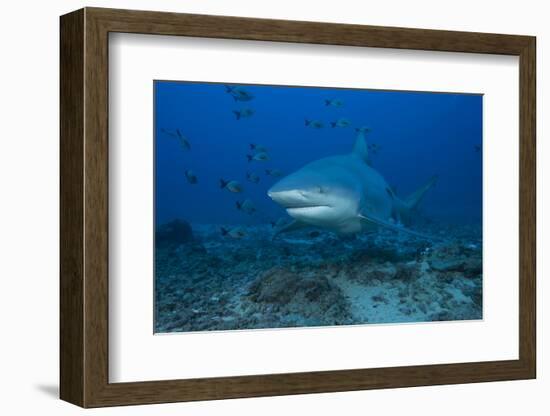 A Large Bull Shark at the Bistro Dive Site in Fiji-Stocktrek Images-Framed Photographic Print