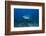 A Large Bull Shark at the Bistro Dive Site in Fiji-Stocktrek Images-Framed Photographic Print