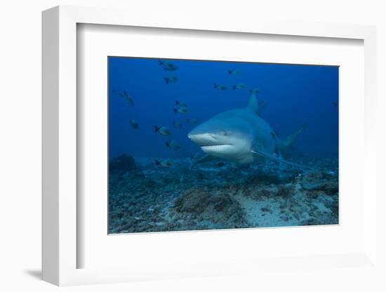 A Large Bull Shark at the Bistro Dive Site in Fiji-Stocktrek Images-Framed Photographic Print