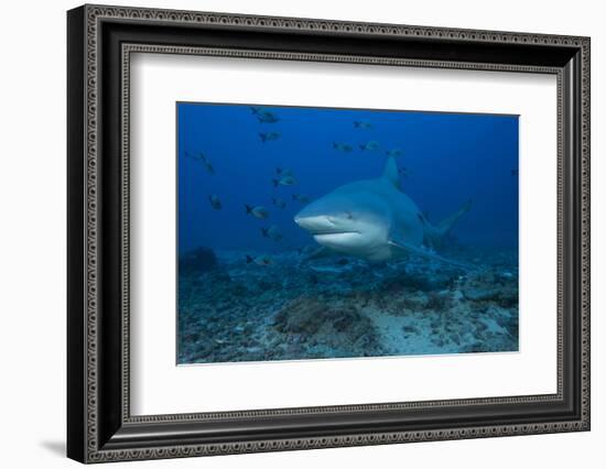 A Large Bull Shark at the Bistro Dive Site in Fiji-Stocktrek Images-Framed Photographic Print