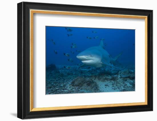 A Large Bull Shark at the Bistro Dive Site in Fiji-Stocktrek Images-Framed Photographic Print