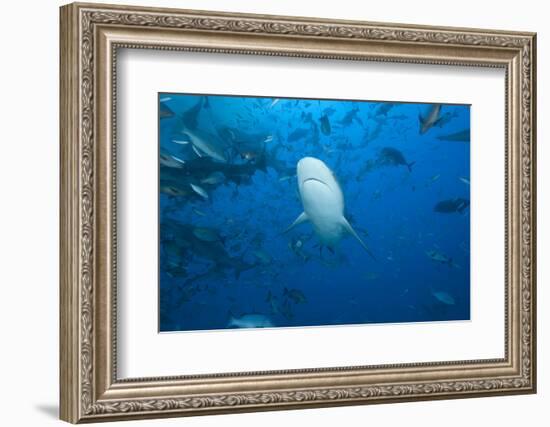 A Large Bull Shark at the Bistro Dive Site in Fiji-Stocktrek Images-Framed Photographic Print