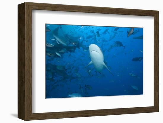 A Large Bull Shark at the Bistro Dive Site in Fiji-Stocktrek Images-Framed Photographic Print