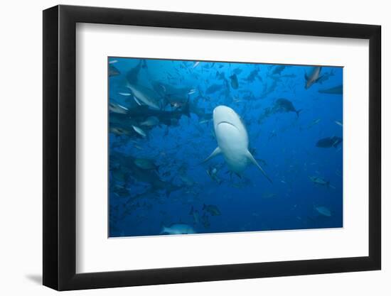 A Large Bull Shark at the Bistro Dive Site in Fiji-Stocktrek Images-Framed Photographic Print