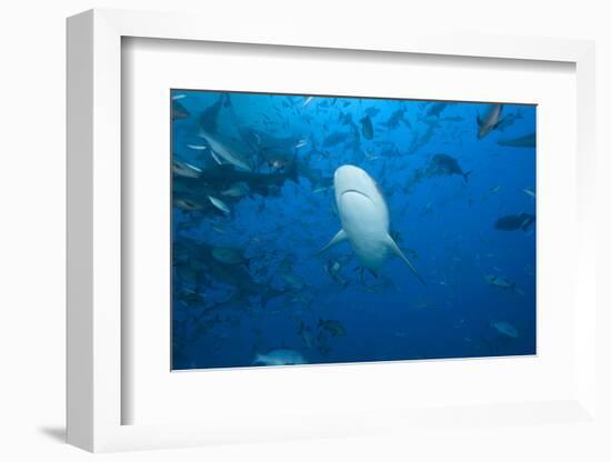 A Large Bull Shark at the Bistro Dive Site in Fiji-Stocktrek Images-Framed Photographic Print