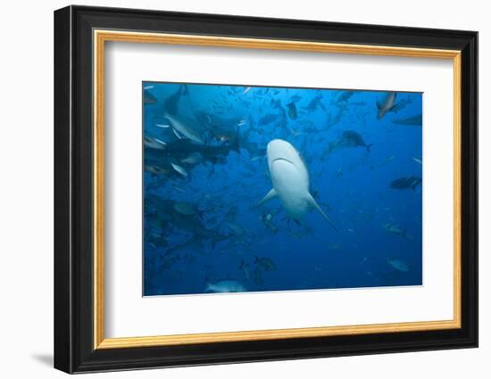 A Large Bull Shark at the Bistro Dive Site in Fiji-Stocktrek Images-Framed Photographic Print