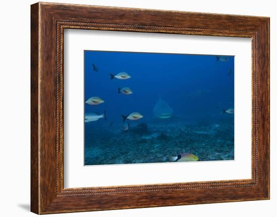 A Large Bull Shark at the Bistro Dive Site in Fiji-Stocktrek Images-Framed Photographic Print