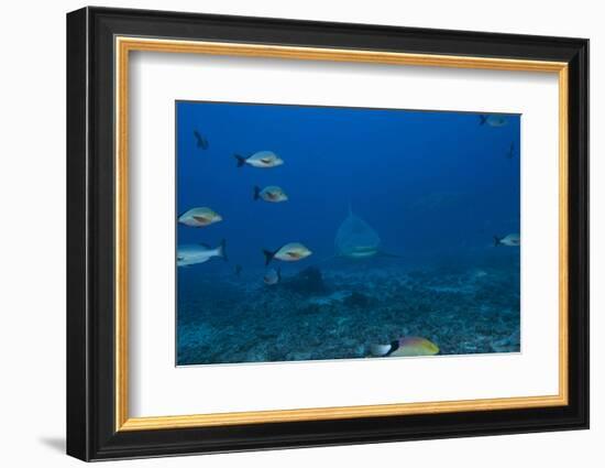 A Large Bull Shark at the Bistro Dive Site in Fiji-Stocktrek Images-Framed Photographic Print