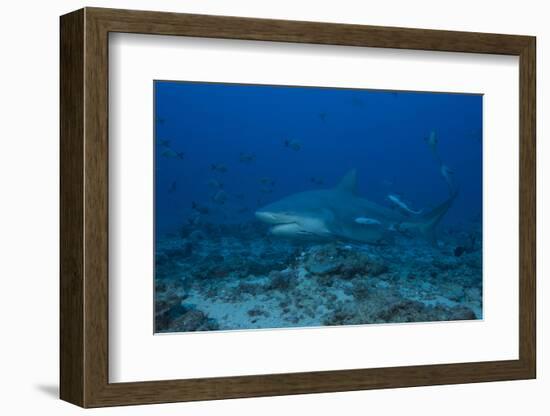 A Large Bull Shark at the Bistro Dive Site in Fiji-Stocktrek Images-Framed Photographic Print