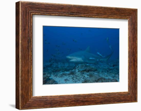 A Large Bull Shark at the Bistro Dive Site in Fiji-Stocktrek Images-Framed Photographic Print