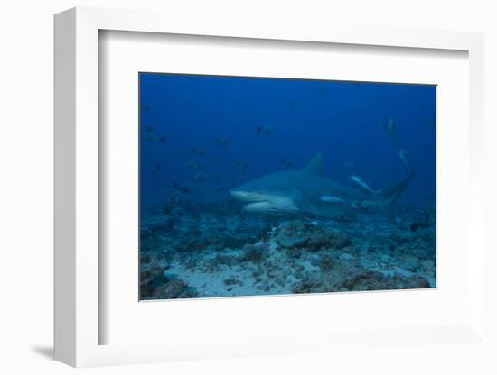 A Large Bull Shark at the Bistro Dive Site in Fiji-Stocktrek Images-Framed Photographic Print