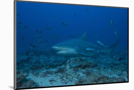 A Large Bull Shark at the Bistro Dive Site in Fiji-Stocktrek Images-Mounted Photographic Print