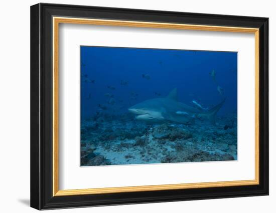 A Large Bull Shark at the Bistro Dive Site in Fiji-Stocktrek Images-Framed Photographic Print