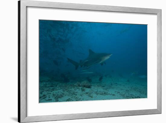 A Large Bull Shark at the Bistro Dive Site in Fiji-Stocktrek Images-Framed Photographic Print