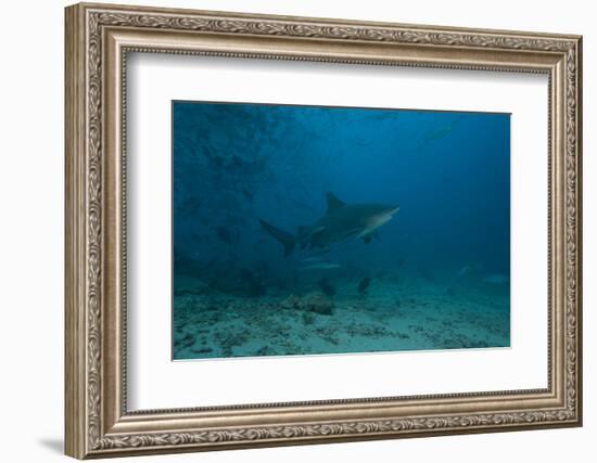 A Large Bull Shark at the Bistro Dive Site in Fiji-Stocktrek Images-Framed Photographic Print