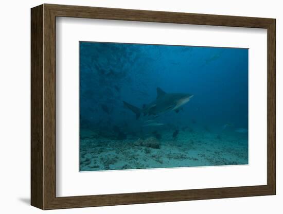 A Large Bull Shark at the Bistro Dive Site in Fiji-Stocktrek Images-Framed Photographic Print