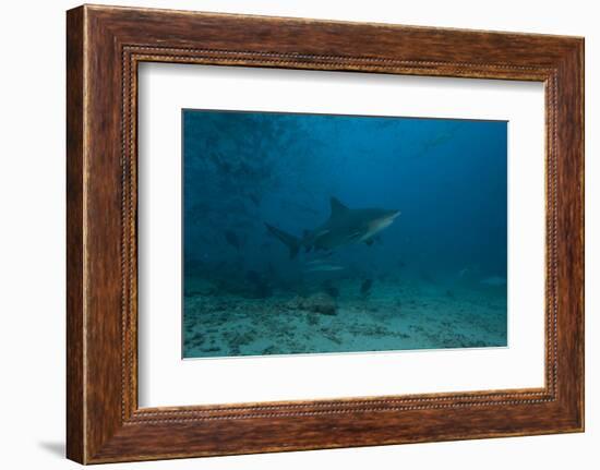 A Large Bull Shark at the Bistro Dive Site in Fiji-Stocktrek Images-Framed Photographic Print