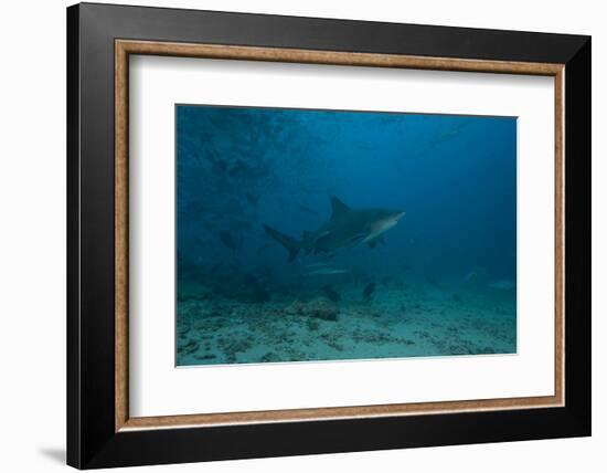 A Large Bull Shark at the Bistro Dive Site in Fiji-Stocktrek Images-Framed Photographic Print