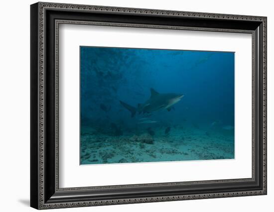 A Large Bull Shark at the Bistro Dive Site in Fiji-Stocktrek Images-Framed Photographic Print