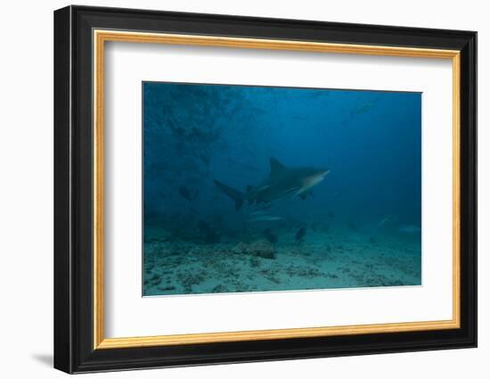 A Large Bull Shark at the Bistro Dive Site in Fiji-Stocktrek Images-Framed Photographic Print