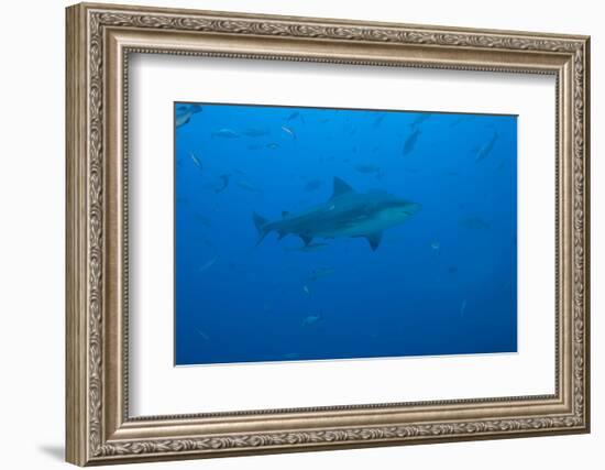 A Large Bull Shark at the Bistro Dive Site in Fiji-Stocktrek Images-Framed Photographic Print