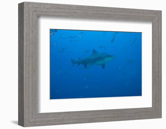 A Large Bull Shark at the Bistro Dive Site in Fiji-Stocktrek Images-Framed Photographic Print