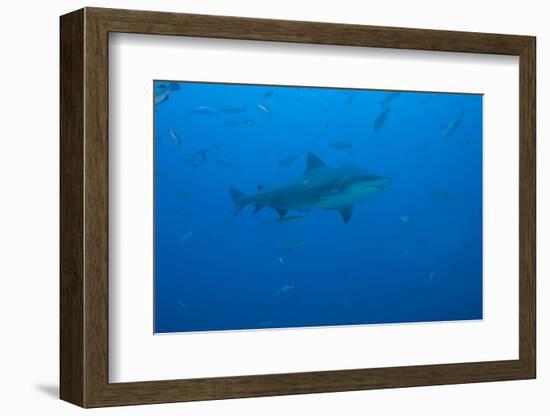 A Large Bull Shark at the Bistro Dive Site in Fiji-Stocktrek Images-Framed Photographic Print