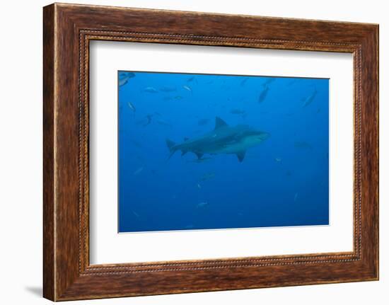 A Large Bull Shark at the Bistro Dive Site in Fiji-Stocktrek Images-Framed Photographic Print