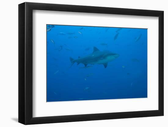 A Large Bull Shark at the Bistro Dive Site in Fiji-Stocktrek Images-Framed Photographic Print