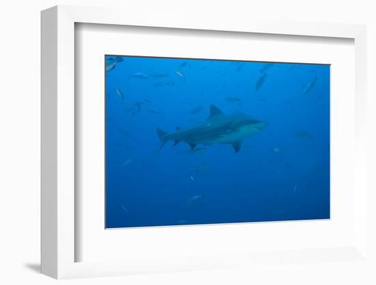 A Large Bull Shark at the Bistro Dive Site in Fiji-Stocktrek Images-Framed Photographic Print