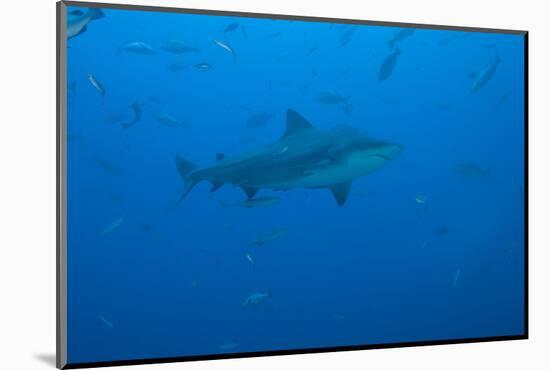 A Large Bull Shark at the Bistro Dive Site in Fiji-Stocktrek Images-Mounted Photographic Print