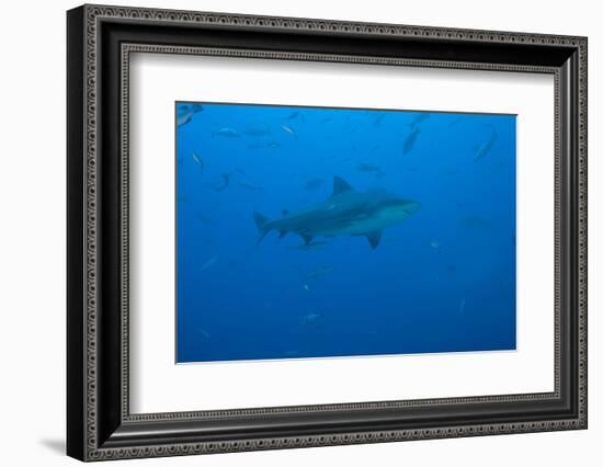 A Large Bull Shark at the Bistro Dive Site in Fiji-Stocktrek Images-Framed Photographic Print