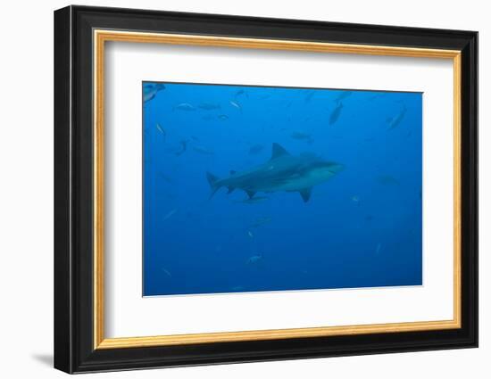 A Large Bull Shark at the Bistro Dive Site in Fiji-Stocktrek Images-Framed Photographic Print