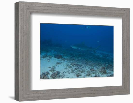 A Large Bull Shark at the Bistro Dive Site in Fiji-Stocktrek Images-Framed Photographic Print