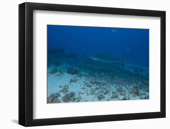 A Large Bull Shark at the Bistro Dive Site in Fiji-Stocktrek Images-Framed Photographic Print