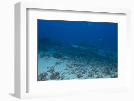 A Large Bull Shark at the Bistro Dive Site in Fiji-Stocktrek Images-Framed Photographic Print